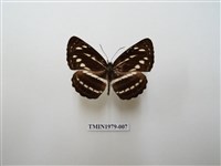 藏品(細帶環蛺蝶)的圖片